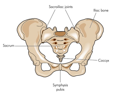 SPD: Symphysis Pubis Dysfunction - Gemini Osteopathy